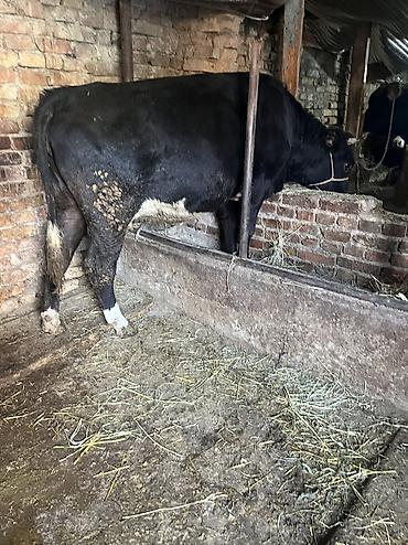 Коровы, быки: Продаю | Корова (самка) | Для молока | Привязанные — 7