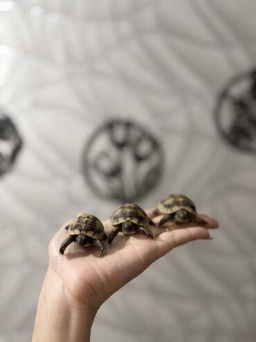 Digər heyvanlar: Mini quru balaca tısbağalar - Sakit, səs‑küyə dözümlü və asan qulluq -da lalafo.az — 8 Digər heyvanlar: Mini quru balaca tısbağalar - Sakit, səs‑küyə dözümlü və asan qulluq — 8