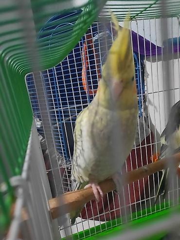 попугай корелла: Hazır erkek dişi quslardi bala verir hal hazirda yuva qizdirirlar — 10