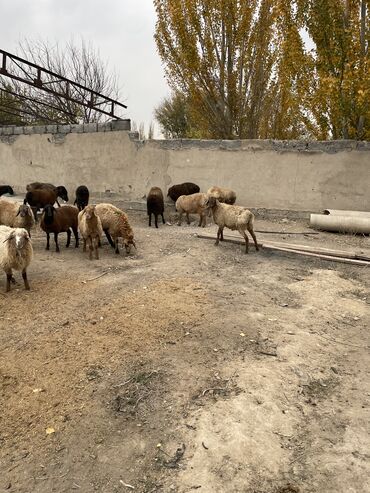 собака доберман сколько стоит: Сатам | Козу | Союуга, Көбөйтүү үчүн, Жүн үчүн | Асыл тукумдуу, Бооз, Бычылган