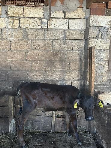 Inəklər, öküzlər: Satışa iri buynuzlu heyvanlar - Cins: qarışıq ətlik (fotoşəkillərdə — 9