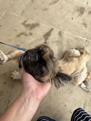 итлер: Pekines, 2 il, Dişi, Peyvəndli, Ünvandan götürmə