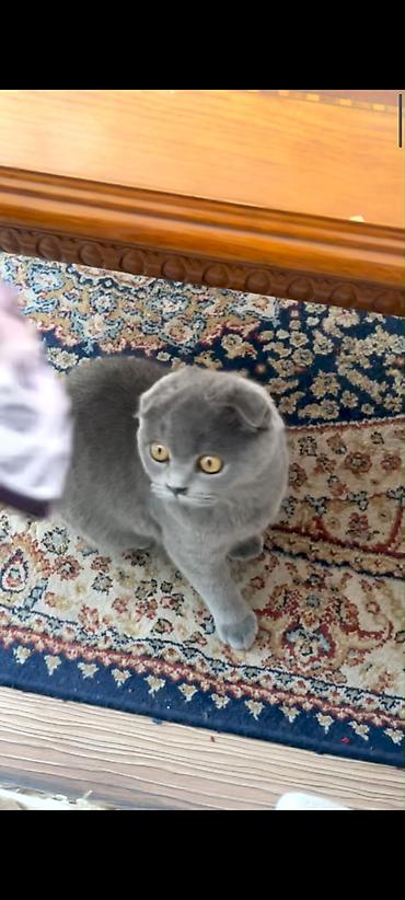 шотландская веслоухая кошка: Шотландский вислоухий котёнок (Scottish Fold), окрас блю (однотонный — 4