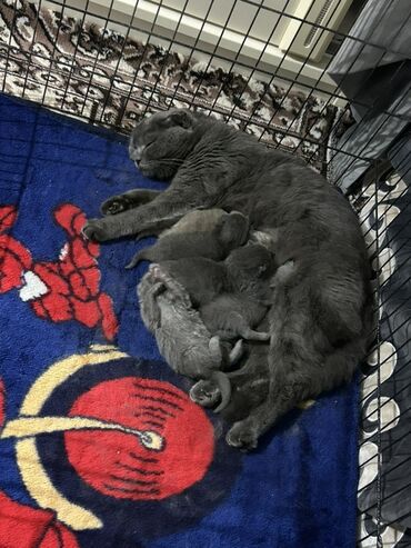 Pişiklər: Şotland yastı qulaq, Dişi, Yaxşı əllərə