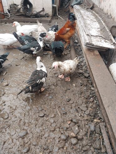 Ördəklər: Erkək, | Lal ördək, Ətlik — 5