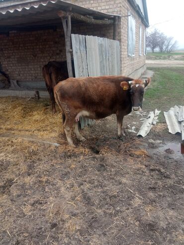 породистые коровы в бишкеке: Корова стельная 8 месяцев