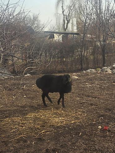 Баран, овца: Продаю | Баран (самец) | Для разведения | Осеменитель — 12