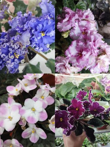 домашная цветы: Продаю сортовые цветущие фиалки(350-400с),есть детки100 с