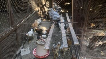 декоративные куры купить: Продаю | Цыплята