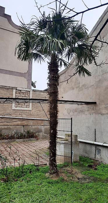 sumaq ağacı: Palma ağacı təcili satılır uzunluğu 5 metrdir heç bir qüsuru yoxdur — 3
