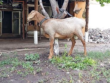 Баран, овца: Продаю | Баран (самец) — 6