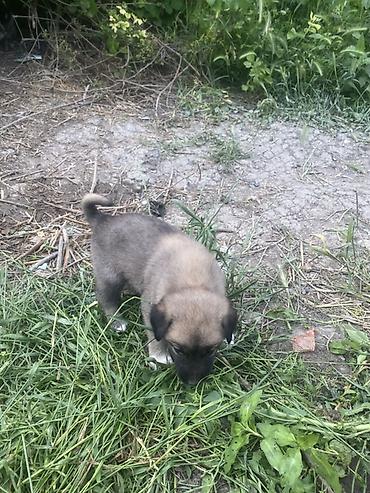 İtlər: 1 ay, Erkek, Peyvəndli, Ödənişli çatdırılma — 4