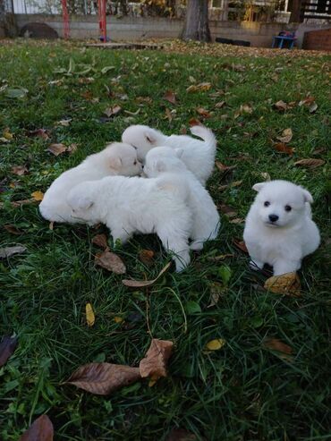 Psi: Nemački špic štenci - majka je naš kućni pas (ima je na slici gde na lalafo.rs — 4 Psi: Nemački špic štenci - majka je naš kućni pas (ima je na slici gde — 4
