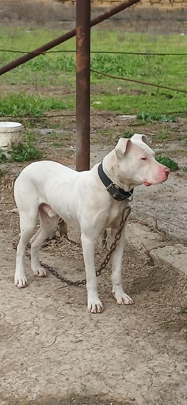 İtlər: Pitbul, 10 ay, Erkek, Peyvəndli — 9