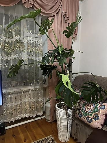 купить монстеру: Монстера деликатесная (Monstera deliciosa), крупный взрослый — 1
