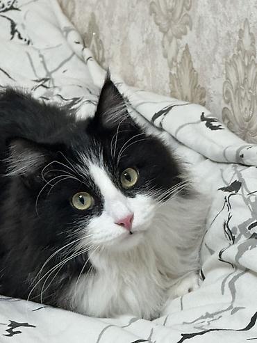 Отдам даром кошку: Мальчик, Приучена к лотку — 6