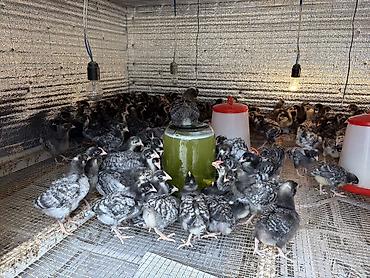 bakida heyvan siginacagi: Toyuq cücələri, Damazlıq, Ünvandan götürmə, Ödənişli çatdırılma, Rayonlara çatdırılma — 10