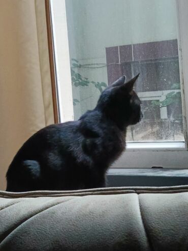 Pişiklər: Britan, Erkək, Yaxşı əllərə, Ödənişli çatdırılma — 2