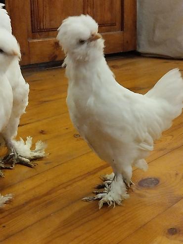 Toyuqlar: Toyuq, Damazlıq, Ünvandan götürmə — 3