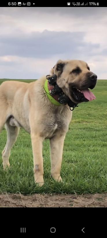 kangal satilik: Kanqal, 1 ay, Erkək — 3