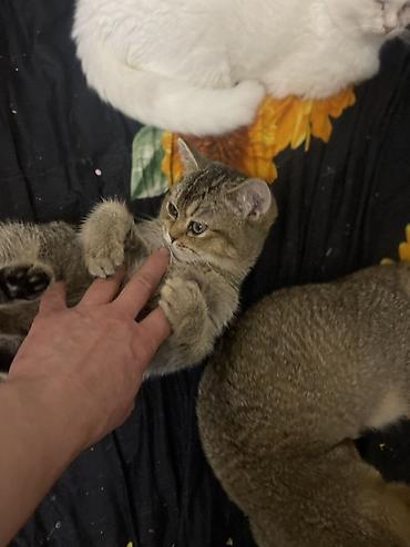 Продажа кошек: Скотиш Страйт (Шотландская прямоухая), 8 месяцев, Мальчик, Золотая шиншилла, Приучена к лотку — 4