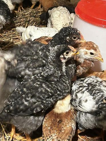 ucuz pisik satisi: Toyuq cücələri, Ətlik, Rayonlara çatdırılma, Ödənişli çatdırılma, Ünvandan götürmə — 1