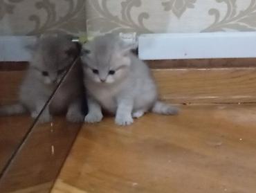 Pişiklər: Şotland, Erkək, Dişi, Yaxşı əllərə — 6