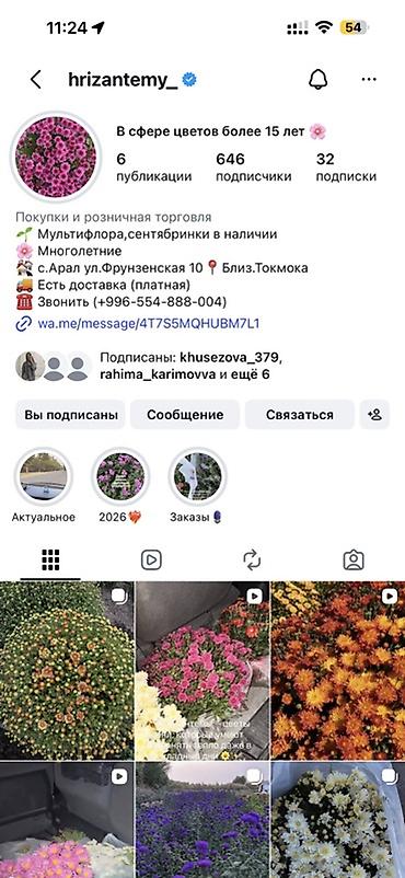 Капуста: Көчөттөр — 7