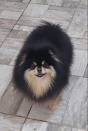 kupujem prodajem pomeranac: Pomeranian Star renomirana odgajivačnica pomeranaca iz Beograda je — 3