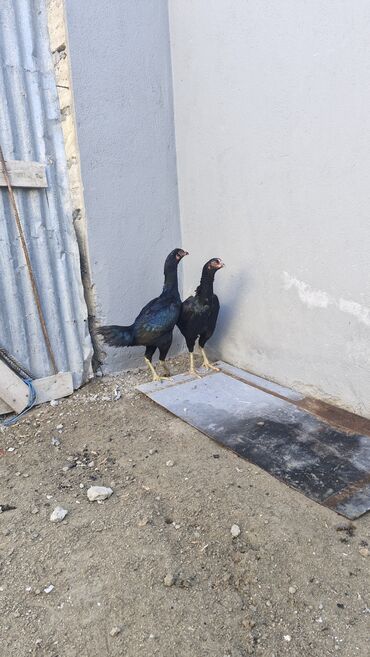 Toyuqlar: Toyuq, Damazlıq — 1