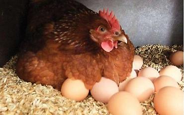 Qida məhsulları: Təmiz kənd yumurtasıdı. 25 qəpikdi. Hər həftə Zərdab və Ucardan gəlir — 1