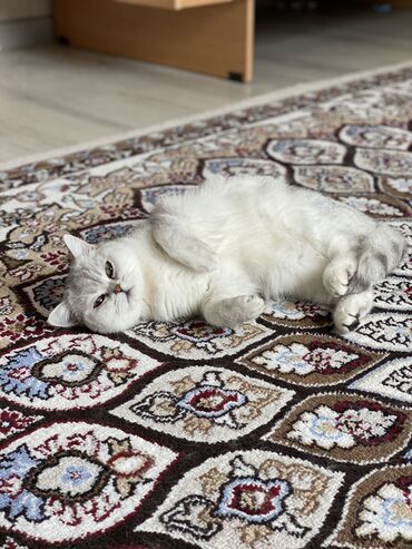 американская енотовая кошка: Продается шотландская кошка