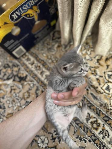 Кошки: Шотландская, В добрые руки, Самовывоз, Платная доставка — 4