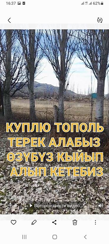 пень: Услуга по выкупу тополей. - Покупаем тополь (в т.ч. крупномерные — 1