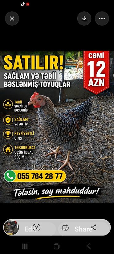 cuce ve xoruz temsili: Məhsul: Sağlam və təbii bəslənmiş toyuqlar Xüsusiyyətlər: - Təbii — 1
