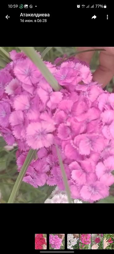 усик клубники: Гвоздика турецкая (Dianthus barbatus), садовые сорта, многоцветные. - — 2