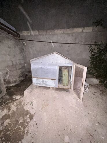 İstixanalar və parniklər: It dami tecili satilir