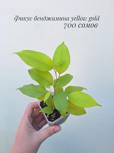 фикус: 🪴 Фикусы разных сортов в продаже. 🌿 Названия сортов и цены указаны на — 5