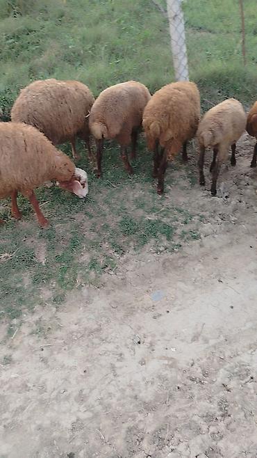 Heyvanlar: Əmlik kök quzular satılır! Əlaqə üçün ( 050-961-67-32 ) Ünvan — 1