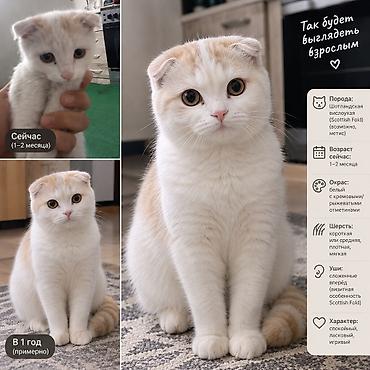 шотландская кошка прямоухая: Шотландский вислоухий котёнок (возможно, метис) - Возраст сейчас: 1–2 — 1