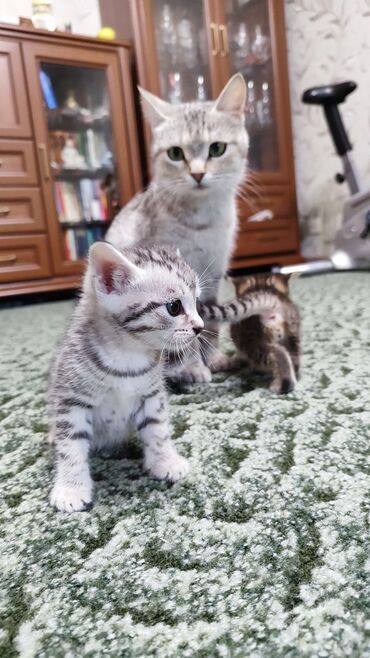 милые щенки: Котята в добрые руки Ищем заботливых хозяев для милых котят. Котята