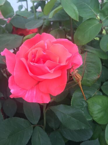 Bağ evlərinin satışı: Xudat, 80 kv. m, 8 otaq -da lalafo.az — 12 Bağ evlərinin satışı: Xudat, 80 kv. m, 8 otaq — 12