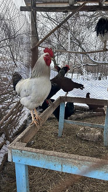 Куры, петухи: Продаю | Петух | Для разведения — 11