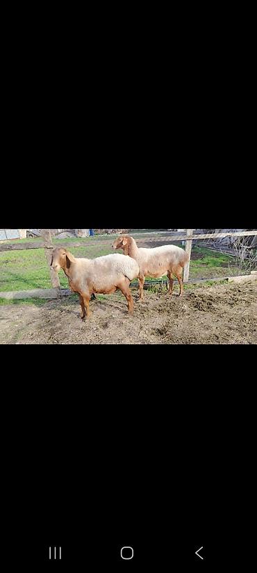 Баран, овца: Продаю | Баран (самец) | Для разведения — 2