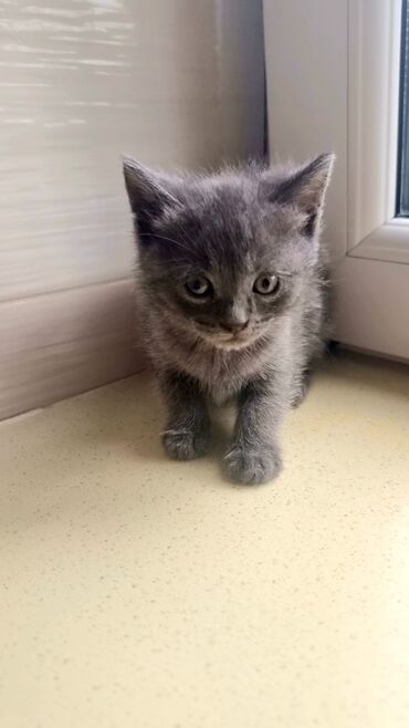 Pişiklər: Şotland, Erkək, Ünvandan götürmə, Ödənişli çatdırılma -da lalafo.az — 5 Pişiklər: Şotland, Erkək, Ünvandan götürmə, Ödənişli çatdırılma — 5