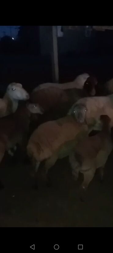 pulsuz itlerin verilmesi: 50 qoyundu 17 dogub 2 aylq super quzları var qalanda yelinli ve bogazı