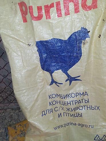 ət məhsulları: Qirqovul Tovuz qusu cuceleri 6-8-10-12 15-18 2025-40azn Təsvir: - — 3