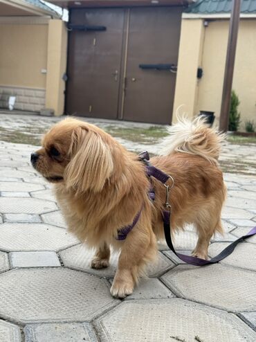 İtlər: Pekines, 2 il, Erkek