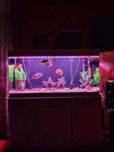 Akvariumlar: Salam zavod akvarium olcusu 1.20_60_45 yanlari aval 2 dene filteri — 1