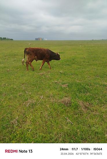 Коровы, быки: Продаю | Бык (самец) — 15